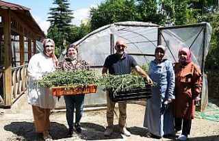 Giresun’da şeker otu olarak bilinen ’Stevia’...