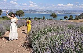 Göl manzaralı lavanta bahçeleri ziyaretçi akınına...