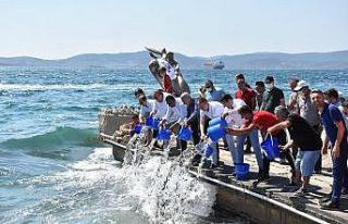 Güllük Körfezi’ne 30 bin levrek balığı yavrusu...
