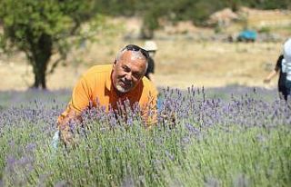 Gülnar’da lavanta üretimi artıyor