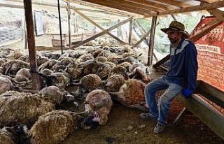 Gümüşhane’de ağıla giren kurtlar 103 koyunu...