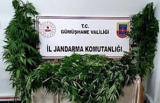 Gümüşhane’de Jandarma kenevir yetiştiricilerine...