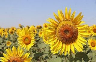 Gündöndüler Tekirdağ’ı sarıya boyadı