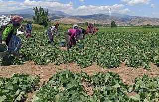 Güneydoğu’dan Ege’ye mevsimlik tarım işçileri...