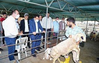 Gürkan, canlı hayvan pazarında incelemelerde bulundu