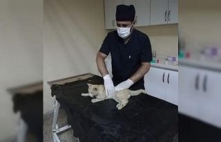 Hakkari’de darp edilen kedi kurtarıldı