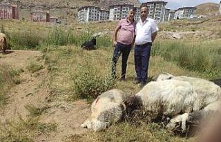 Hakkari’de kurban satış ve kesim yerleri belli...