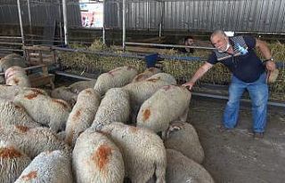 “Hastalıktan ari bölge” olan Kırklareli kurbanlığına...