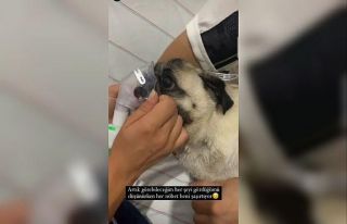 Hastanede hava verilen yavru köpek kurtarılamadı