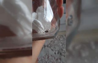 Hastaneye kavanoza koydukları keneyle gittiler