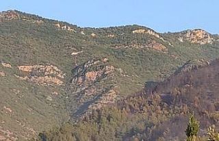 Hatay’da çıkan orman yangını kontrol altına...