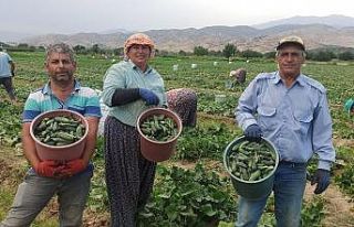 Hava sıcaklıkları salatalığı olumsuz etkiledi
