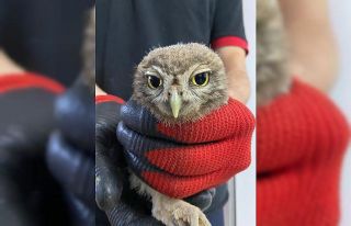 Havalandırma boşluğuna düşen baykuş itfaiye...
