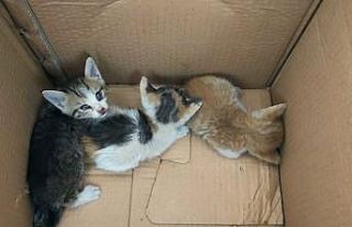 Havalandırma boşluğundan gelen sesleri fark ettiler,...