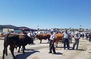 Hayvan pazarında sıkı pazarlıklar sürüyor