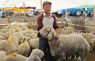 Hayvan pazarında son gün dampingi