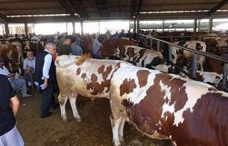 Hayvan pazarında yoğunluk yaşanıyor