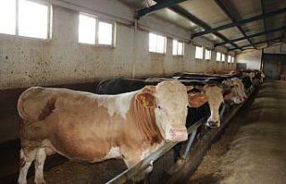 Hayvan pazarının gözdesi tonluk boğalar