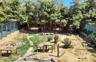 Hayvanat bahçesini birbirine katan aslanın kafesi...