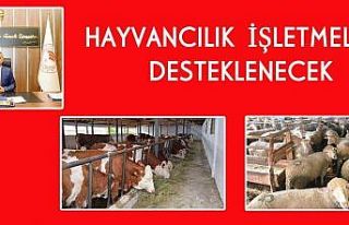 Hayvancılık yatırım desteği başvuruları başladı