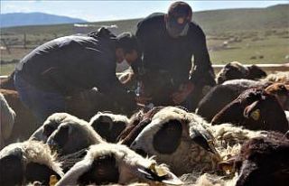 Hayvanlar kenelere karşı ilaçlanıyor