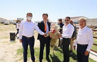 Hibe destekli damızlık koçlar törenle teslim edildi