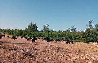 Hırsızlar çobanın keçileri ile birlikte hayallerini...