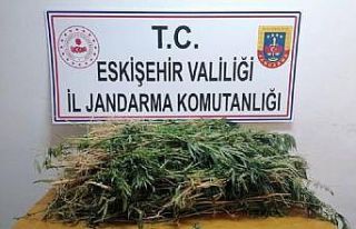 İki bin kök kenevir ele geçirildi