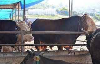 İkiz boğalar pazarın gözdesi oldu