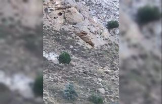 İlk defa ayı gören vatandaşlardan gülümseten...
