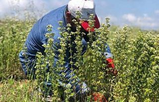 İlk kez dikilen İstanbul kekiğinin hasadı yapıldı