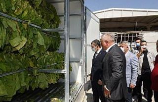 İlk tütün kurutma fabrikası Batman’da açıldı