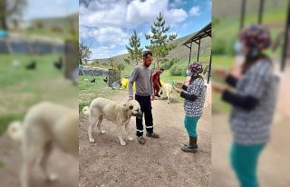 İmranlı’da üreticiler delibaş hastalığına...