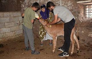 İnekler çalındı, yavruları annesiz kaldı