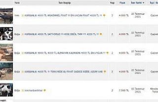 İnternet ilanıyla kurbanlık satışı