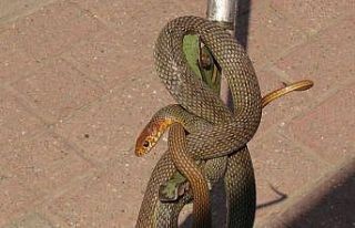 İş yeri sahibi deprem oluyor zannetti, gördüğü...