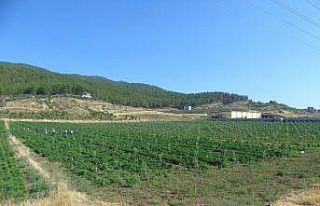 İslahiye Belediyesi, kendi ürettiği organik ürünleri...