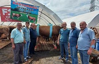 İstanbul’a götürülen kurbanlıkların yüzde...