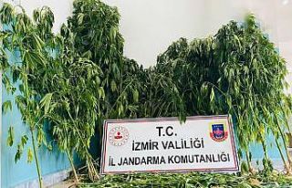 İzmir’de jandarmadan uyuşturucu baskınları:...