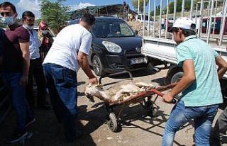 İzmir’de Kurban Bayramı yoğunluğu