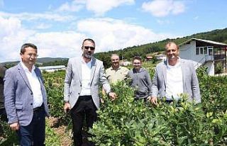 İznik’te yaban mersini festivali