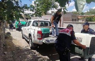 Jandarma ekipleri pitbull cinsi köpeğe el koydu