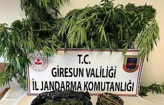 Jandarmadan Hint keneviri operasyonu