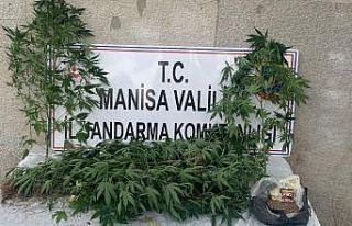 Jandarmadan kenevir operasyonu