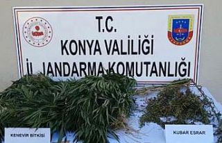 JASAT’tan yasa dışı kenevir ekenlere operasyon