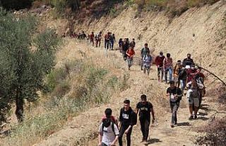 Kaçak göçmenler ormanda yakalandı