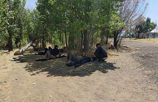 Kaçak göçmenlerin yeni taktiği üçerli grup