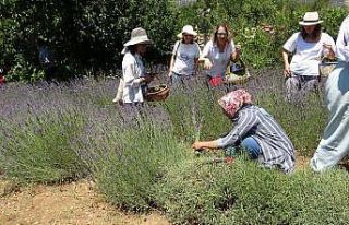 Kadınların büyüttüğü lavantaları yine kadınlar...
