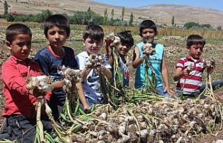 Kahramanmaraş’ın Koçovası Sarımsağı tescillendi