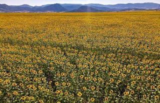 Kahramanmaraş’ta ayçiçeği tarlalarında görsel...